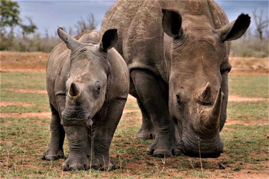 Uitgelezene Trofeejacht helpt wilde dieren niet - 5 argumenten | Animal Rights YU-55