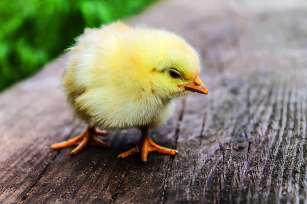 Animal Rights Vraagt Onmiddellijke Stopzetting Verkoop Kuikens Bij