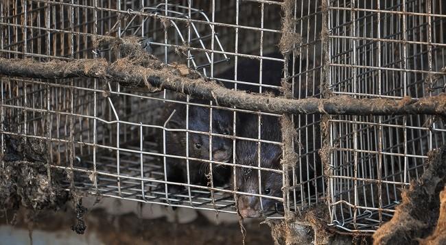 Nertsen in beslag genomen op vervallen bontfokkerij | Animal Rights