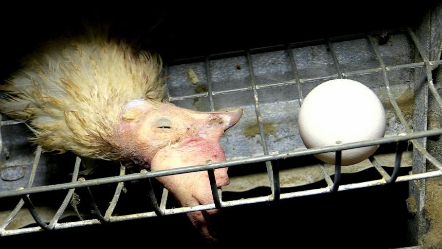 Goede Q&A: Wat is er mis met eieren? | Animal Rights OC-55