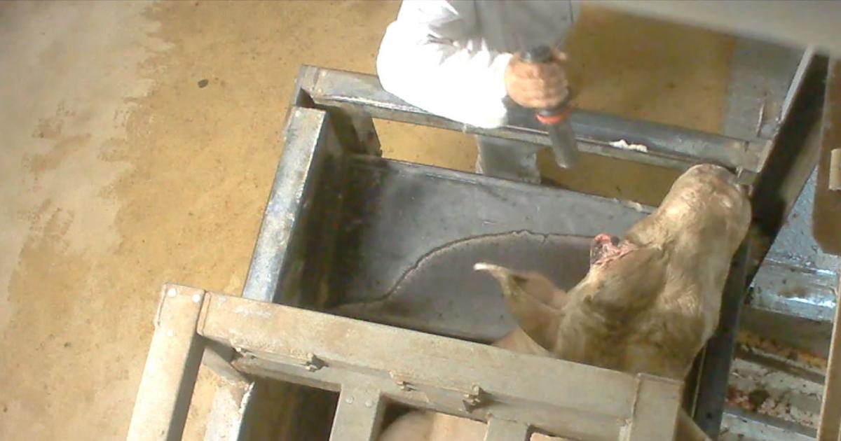 Dit is waarom het nog steeds misgaat in de grote slachthuizen