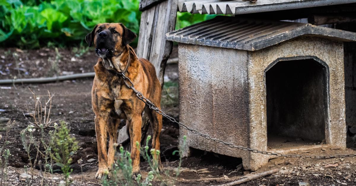 Glimmend gen Ter ere van Binnenkort geen honden meer aan de ketting in Brussel? | Animal Rights