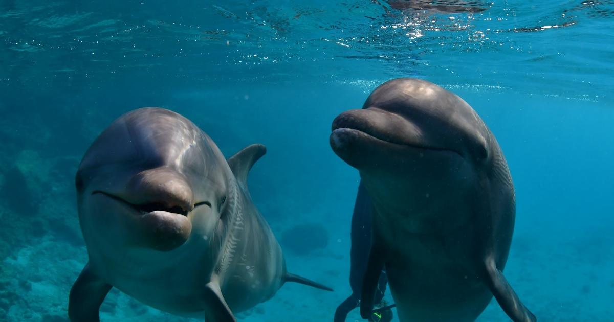 de eerste pk Adviseur Animal Rights wint kort geding over Curaçaose dolfijnen | Animal Rights