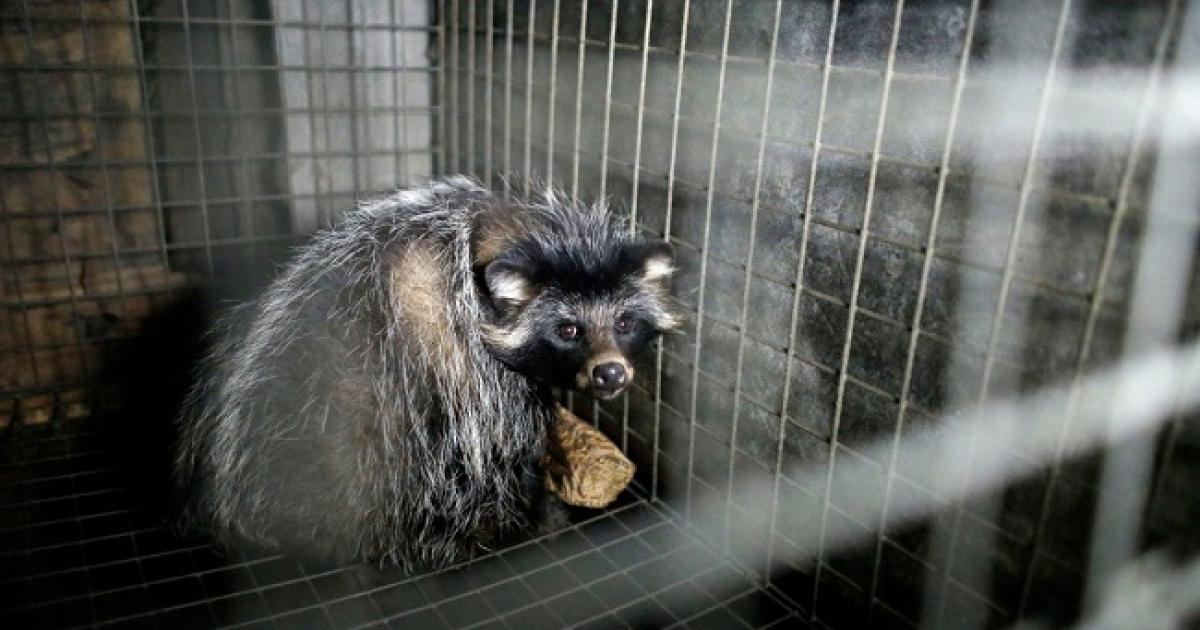 Animal Rights waarschuwt voor bontkragen van Airforce Animal Rights waarschuwt voor bontkragen van Airforce