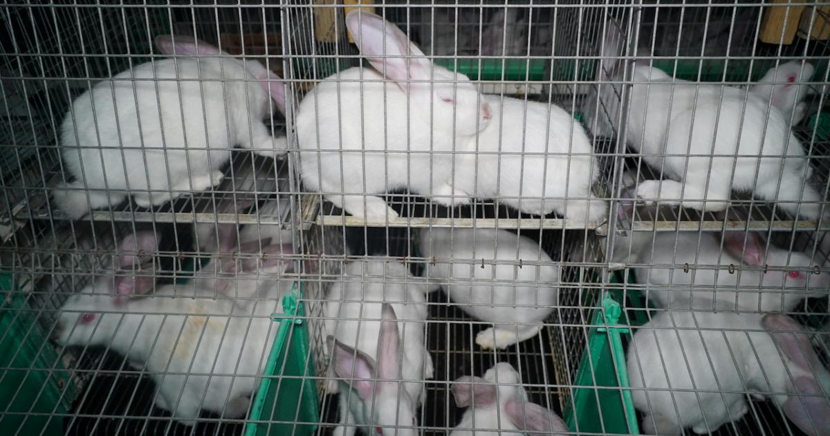 Antagonisme Moreel onderwijs bad De konijnenhouderij | Animal Rights