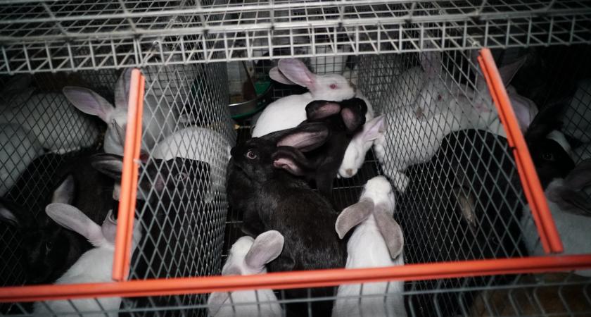 Memo Kritiek Benadering Animal Rights maakt bezwaar tegen konijnenlaboratorium voor antigif |  Animal Rights