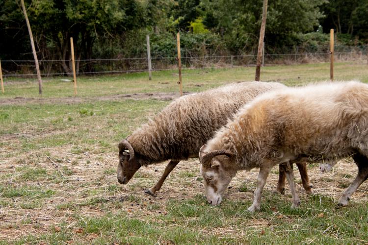 Sylvia zoekt het gezelschap op van andere Drentse Heideschapen.