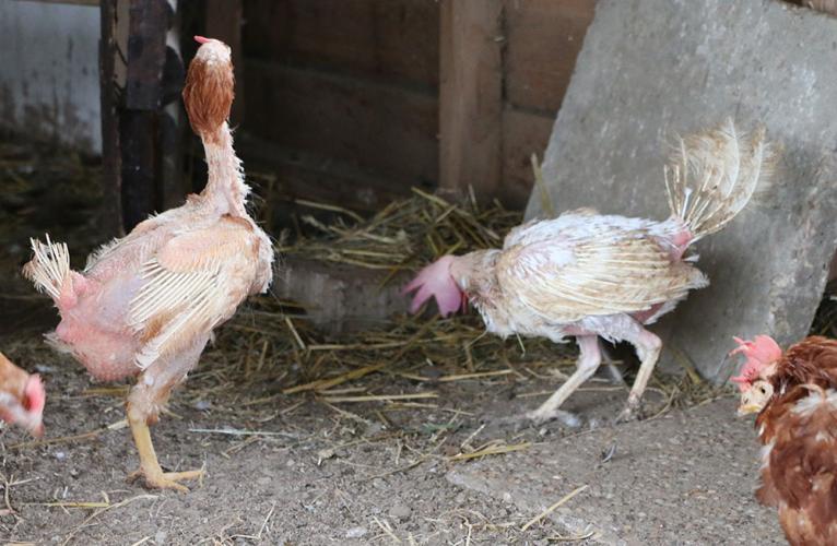 Reageer Mis etiquette Legkippen redden of de eierindustrie sponsoren? | Animal Rights
