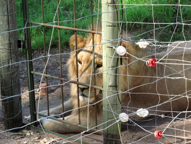 Volwassen leeuwen worden verkocht aan trofeejagers of geslacht voor hun beenderen.