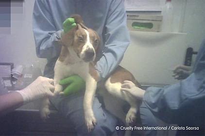 Vivotecnia 2021: Er wordt aan hun vacht getrokken en ze worden vervloekt omdat ze tegenstribbelen. Fotocredit: Cruelty Free International