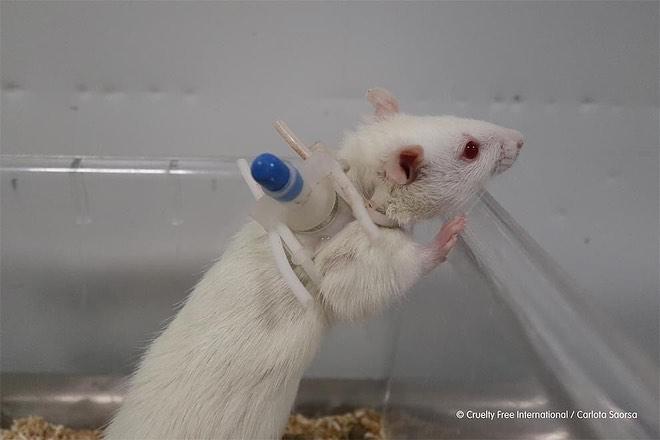 Vivotecnia 2021: Giftigheidsexperiment met een proefrat. Fotocredit: Cruelty Free International