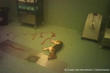 Vivotecnia 2021: Bloedende beagle alleen achtergelaten. Fotocredit: Cruelty Free International