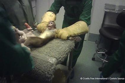 Vivotecnia 2021: Een personeelslid tekent een gezicht op de genitaliën van een aap terwijl het dier op de tafel wordt vastgebonden en zijn bloed wordt afgenomen. Fotocredit: Cruelty Free International