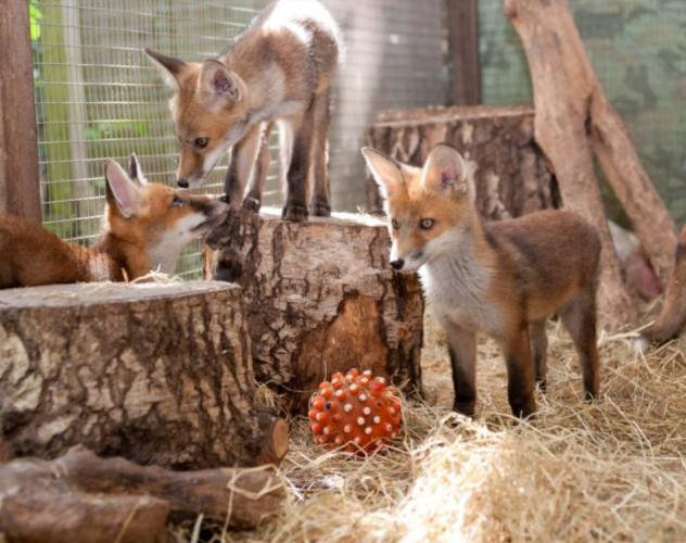 The Fox Project vangt vossen op.