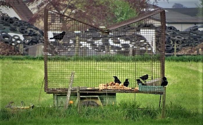 Het vangen en opsluiten van wilde vogels zorgt voor stress, angst en ongerief.