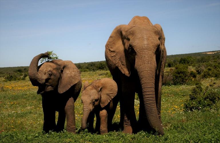 Onder de druk van jacht en stroperij verliezen olifanten hun slagtanden.