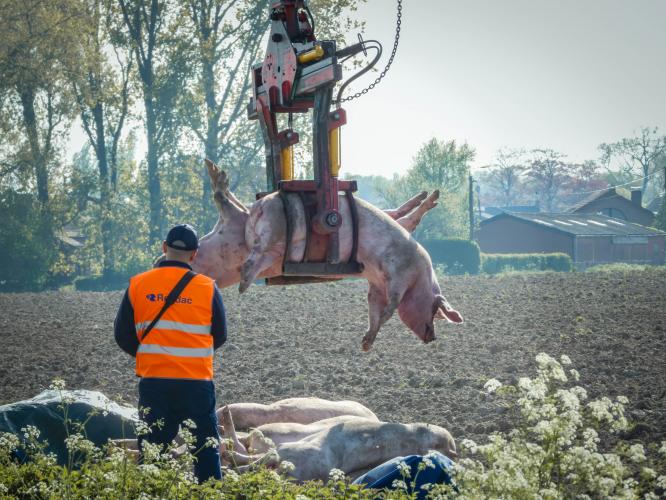 Dode varkens worden opgehaald voor destructie na een transport ongeluk