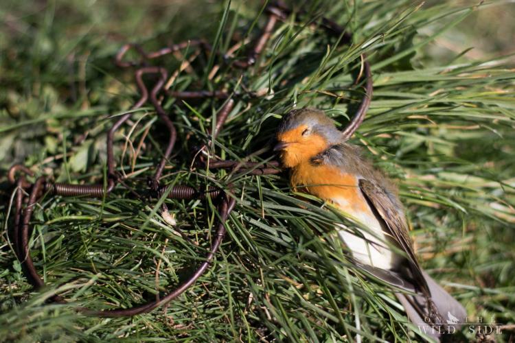 In de film: het Committee Against Bird Slaughter (CABS).