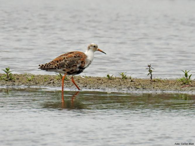 De kemphaan is als broedvogel bijna uit ons land verdwenen.