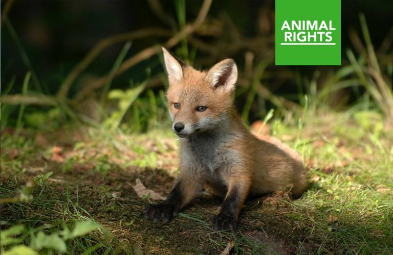 Animal Rights - Who we are | Animal Rights Animal Rights - Who we are | Animal Rights
