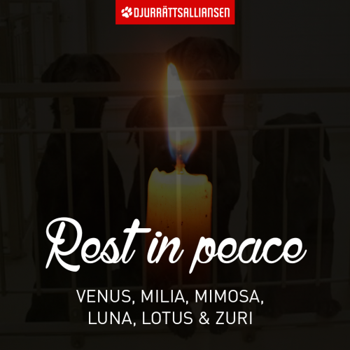 RIP Venus, Milia, Mimosa, Luna, Lotus en Zuri