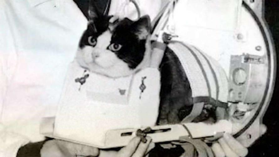 Fellicette was de enige kat die de ruimte werd in gestuurd. Zij werd gebruikt voor ruimtevaartexperimenten in 1963. Enkele maanden na haar terugkeer werd ze geëuthanaseerd zodat het wetenschappelijk team haar hersenen kon onderzoeken. Fotocredit: CNES