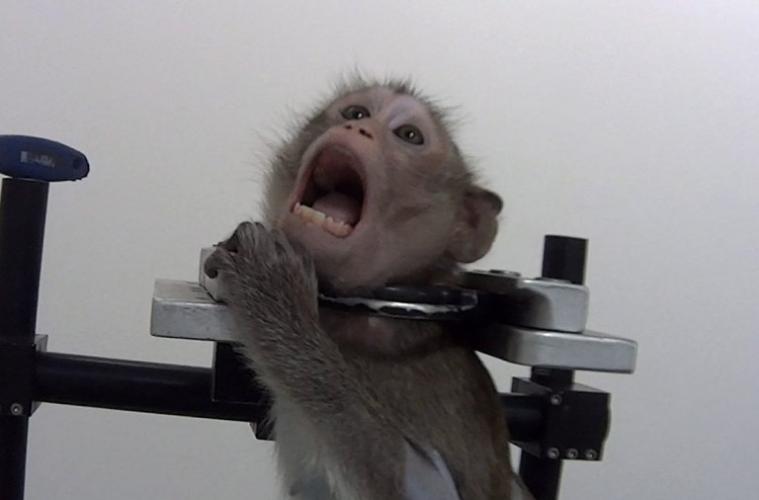 Proefaap schreeuwend in een fixatiestoel. Fotocredit: Soko Tierschutz/ Cruelty Free International