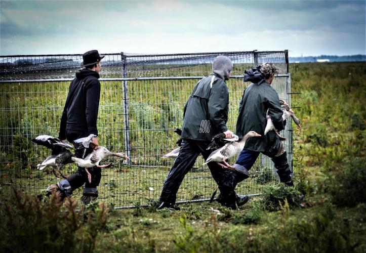 Deze ganzen werden na een actie van Animal Rights naar de vergassingskar gedragen.