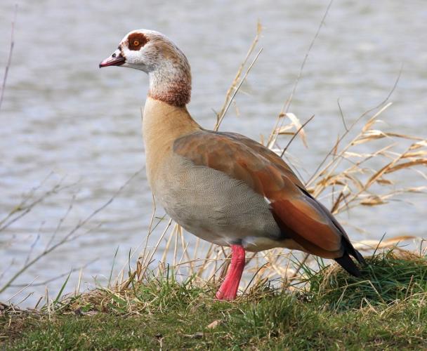 Nijlgans, broedvogel en wintergast. 