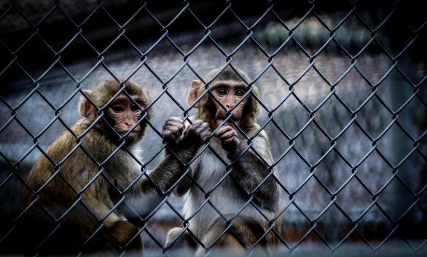 Apen in het buitenverblijf van het BPRC