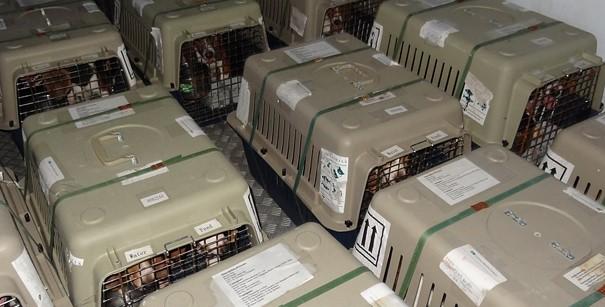 De honden zijn onder meer afkomstig van de enorme hondenfokkerij CEDS, waar jaarlijks 4.000 puppy's voor dierproeven worden gefokt.