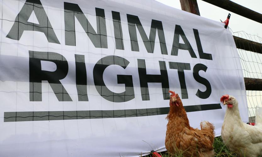 Animal Rights - Who we are | Animal Rights