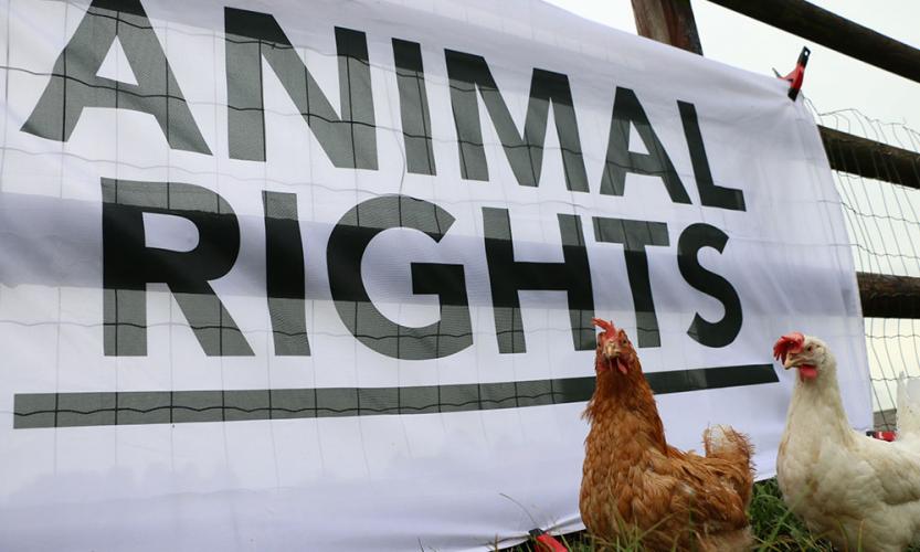 Animal Rights - Who we are | Animal Rights Animal Rights - Who we are | Animal Rights