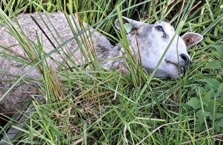 Schapenhouder beschermt zijn dieren niet tegen wolfaanvallen
