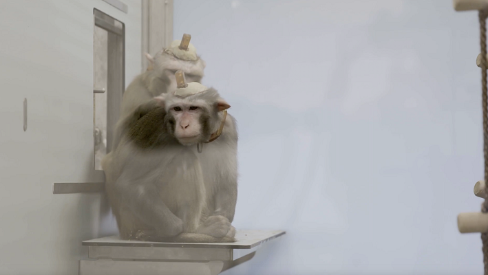 De KU Leuven is de enige universiteit in België die nog vreselijk ingrijpende experimenten op apen uitvoert