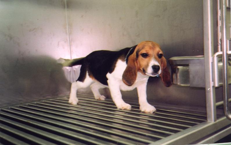 In sommige - gelukkig zeldzame - gevallen worden honden gedwongen om een ingrediënt dat in cosmetica wordt gebruikt op te eten of te inhaleren.