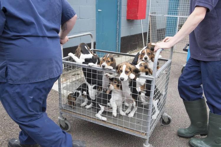 In 2019 heeft Janssen Pharmaceutica 122 nieuwe honden gebruikt in dierproeven. Het jaar ervoor 177 honden.