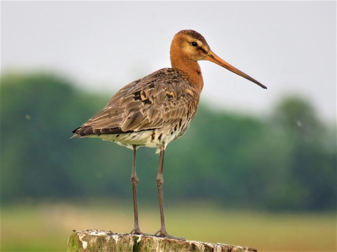 De grutto is de Nationale Vogel van Nederland.