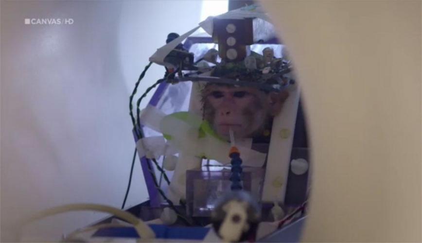 Proefapen zitten soms urenlang in een MRI-scanner aan de KU Leuven. Fotocredit: Canvas programma 'Dieren als instrumenten'.