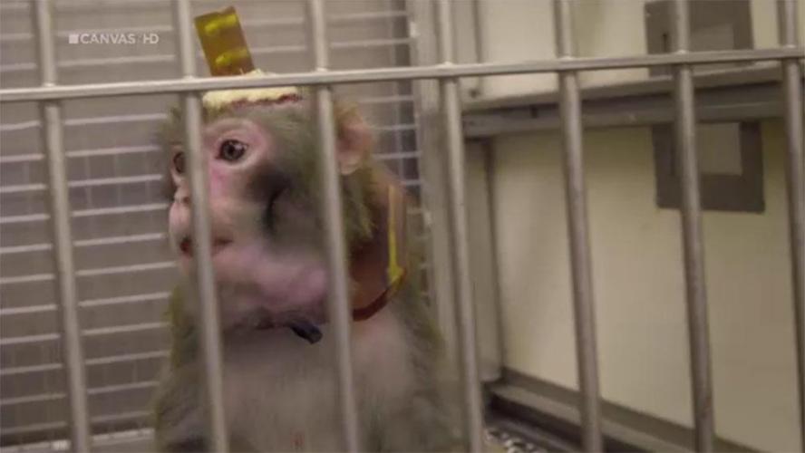 In order to be able to measure their brain activity, all test monkeys are made 'ready for use'. Electrodes are implanted into the brain via boreholes in their skulls.Image source: Canvas program 'Animals as instruments'