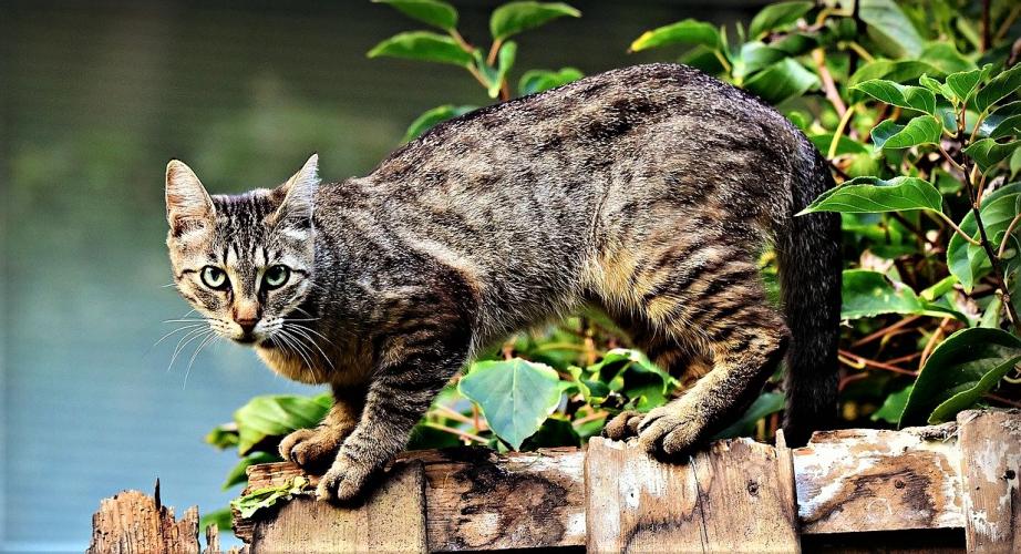 Verwilderde katten worden eerst gevangen en dan afgeschoten.