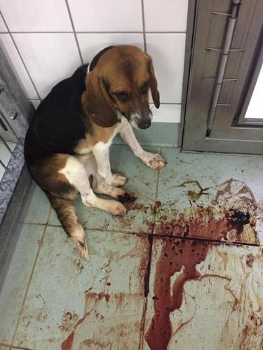LPT 2019: Beagle achtergelaten in bloed besmeerde hok. Fotocredit: Soko Tierschutz/ Cruelty Free International