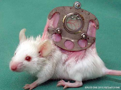 Proefmuis met een ruggenhuidkamer: twee metalen frames waartussen de rughuid van de muis extreem strak wordt opgespannen en als een sandwich op zijn plaats wordt geklemd. Fotokrediet: PLOS ONE 2015; 10(7):e0131946