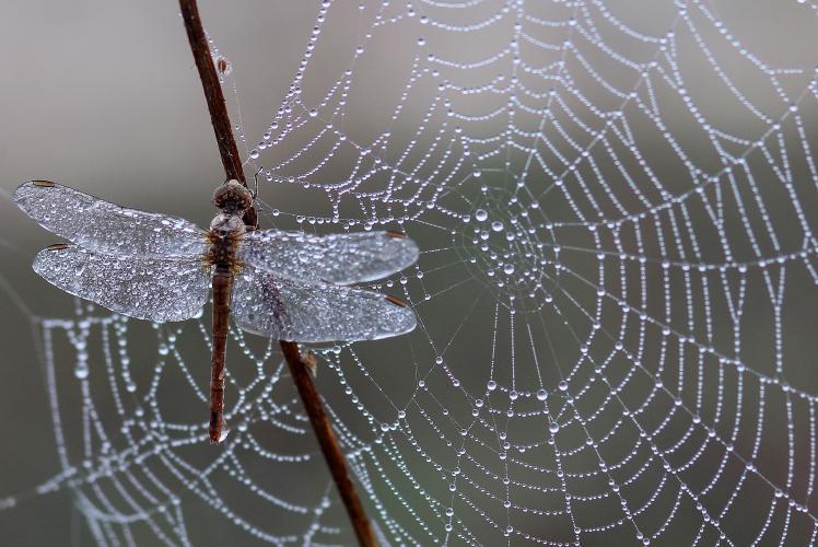 Doe mee aan de categorie insecten!