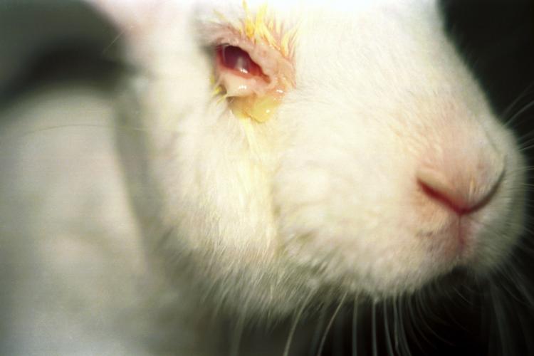 Om te voorspellen of de ingediënten van schoonmaakmiddelen en andere chemicaliëneen oogirritatie veroorzaken worden ze in het oogzakje van konijnen gedruppeld. Dezelfde ingrediënten kunnen ook achteraf in cosmetica verwerkt worden.