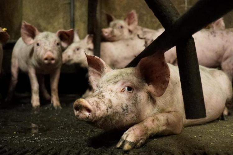 Het zijn vooral varkenshouders die pleiten voor intensieve klopjachten op zwijnen.