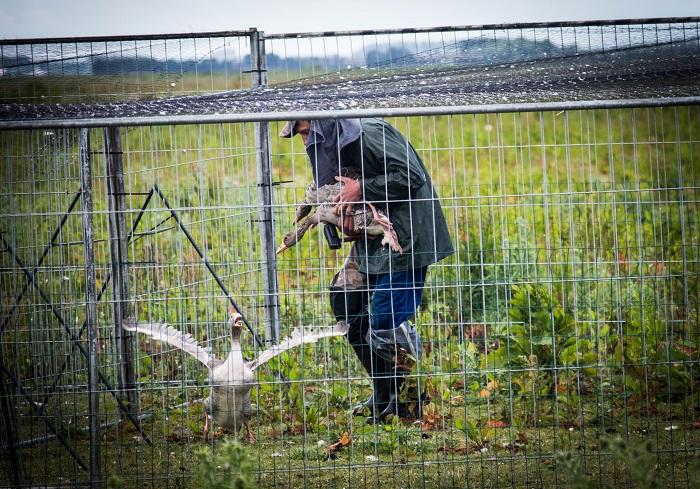 Ganzenvergassingen door Duke Faunabeheer: dieren proberen in blinde paniek te vluchten.