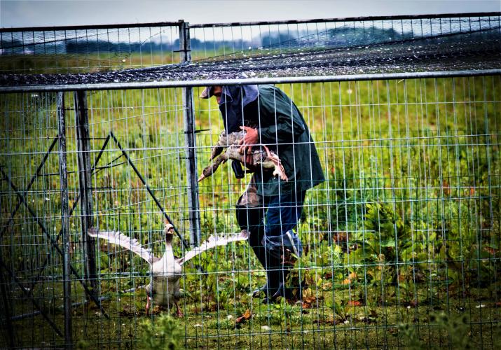 Dieren in de vangkraal zijn in paniek. 