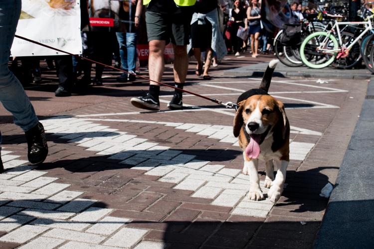 Beagles worden vaak gebruikt in testen