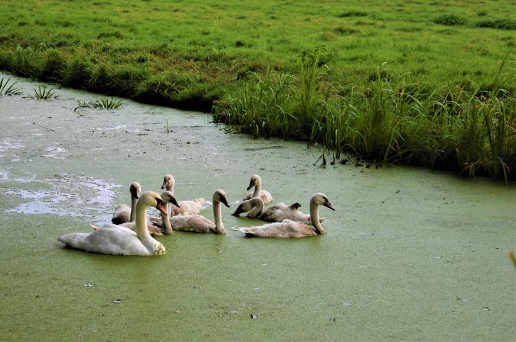 Knobbelzwanen, kleine zwanen en wilde zwanen zijn lastig te onderscheiden.